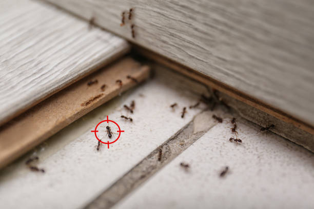 Best Pest Control Near Me in Diamond, MO