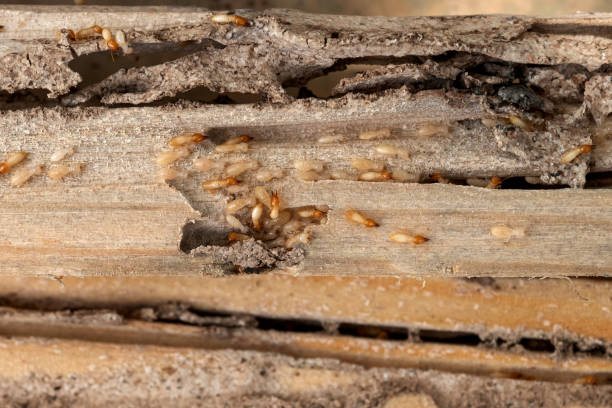 Pest Control for Restaurants in Diamond, MO